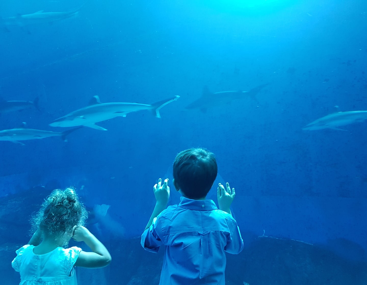 我們正在進行事實調查！ SEA 水族館的國家地理海洋奇觀