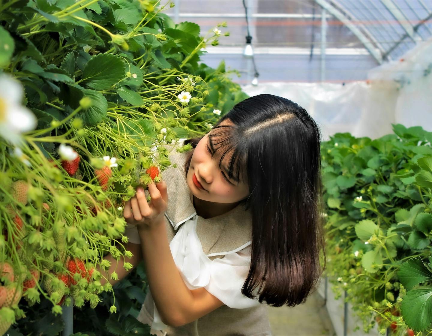 草莓採摘與香港農場：香港的有機農場、向日葵農場和草莓農場